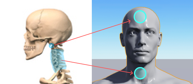 head-and-neck.png